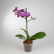 Orquídea Mini Premium Exotica Salitre