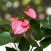 Anthurio Midi Rosado Royal Pink CH