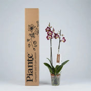 Orquidea Grandi Supreme Sunca Zagreb