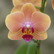 Orquídea Mini Premium Naranja Sogo Jisso