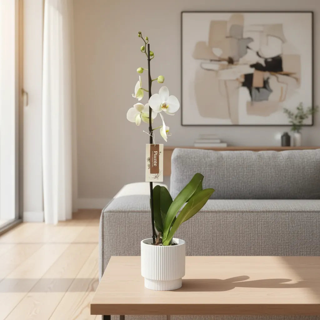 Orquídea Grandi Premium Blanco Leeds en Matera Acanalada