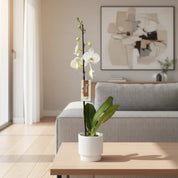 Orquídea Grandi Premium Blanco Leeds en Matera Acanalada