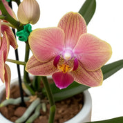 Orquídea Mini Premium Sogo Jisso en matera ceramica