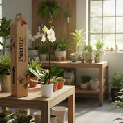 Orquídea Grandi premium Blanco Leeds en matera cerámica C12
