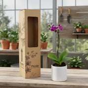 Orquídea Mini Premium Morado  Queenstone en matera cerámica