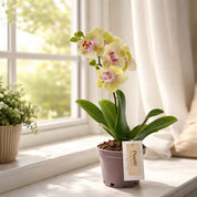 Orquídea Mini Premium Exotica Michu