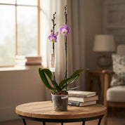 Orquídea Grandi Supreme Exotica Sunca Split en Matera de Cultivo
