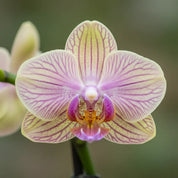 Orquídea Mini Premium Exotica  Michu en matera cerámica