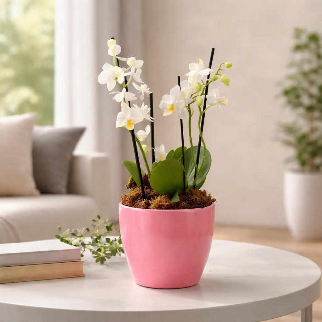 Arreglo Orquídeas Minis Blancas en Ceramica Rosa