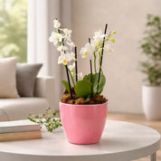 Arreglo Orquídeas Minis Blancas en Ceramica Rosa