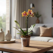 Orquídea Mini Premium Amarillo Penelope
