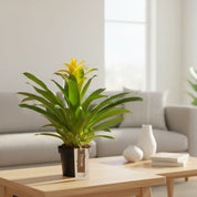 Bromelia Guzmania Grandi Amarilla Diana