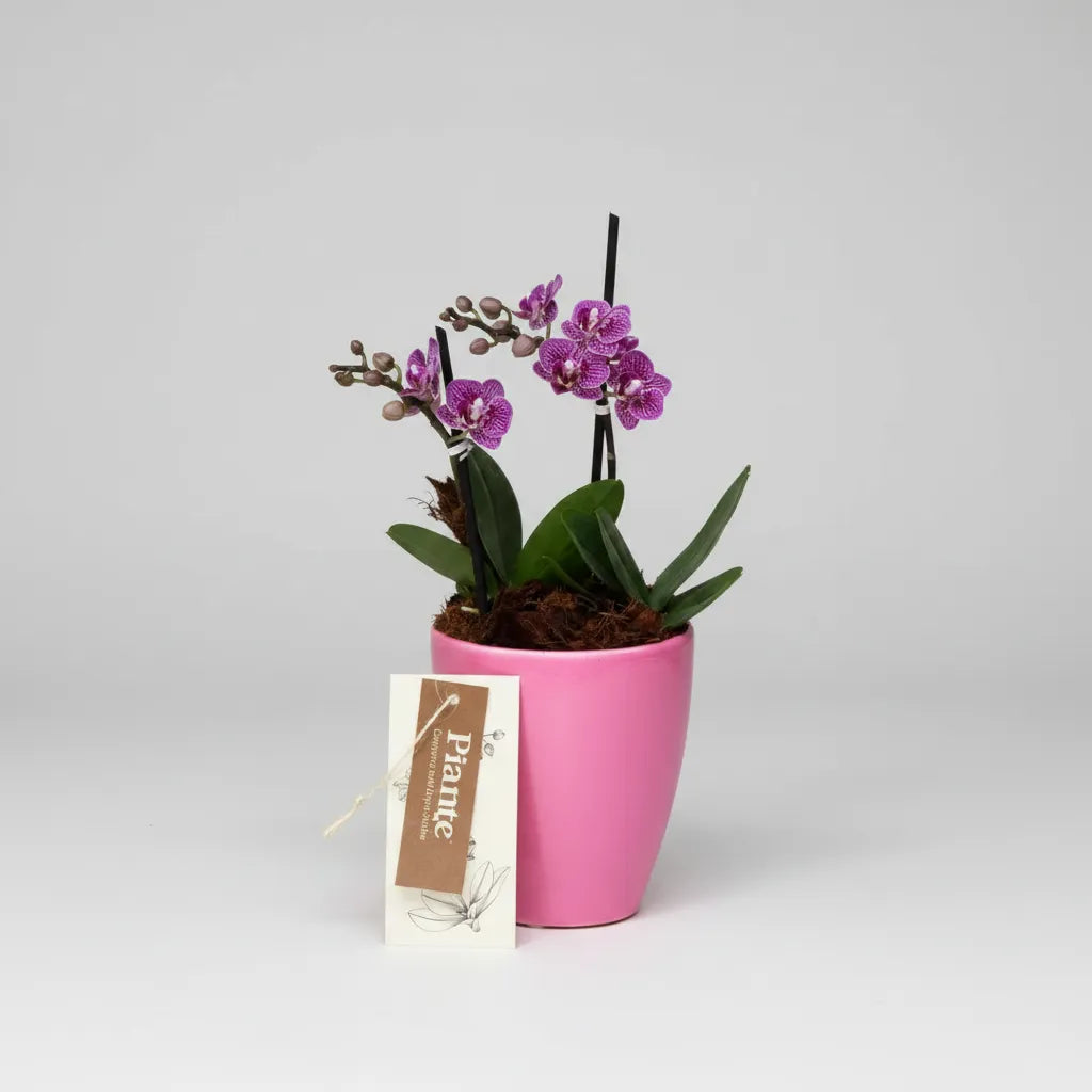 Arreglo Orquídeas Minis Morada Exotica en Ceramica Rosa