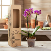 Orquídea Mini Supreme Exotica Salitre