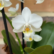 Arreglo Orquídeas Minis Blancas en Ceramica Rosa