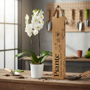 Orquídea Grandi supreme Blanco Nottingham en matera ceramica