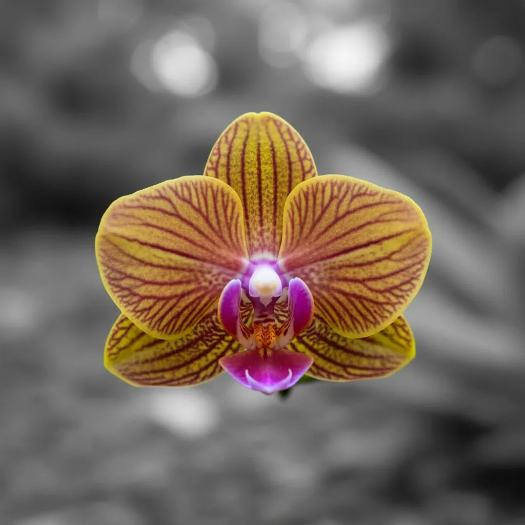 D_NQ_NP_2X_834925-MLA115193834429_072026-F.webp