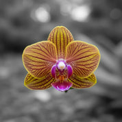 Orquídea Mini Premium Amarillo Penelope