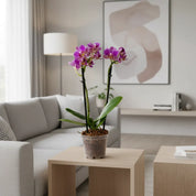 Orquídea Mini Supreme Exotica Salitre