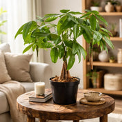 Kit Pachira X3 - Bonsai árbol del dinero