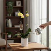 Orquídea Grandi supreme Amarillo Modena en Matera Acanalada