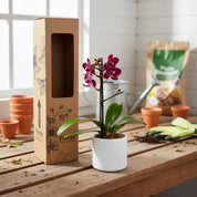 Orquídea Mini Premium Rojo Lola en matera cerámica