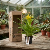 Bromelia Guzmania Grandi Amarilla Diana
