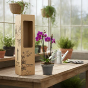 Orquídea Mini Supreme Morado Queenstone