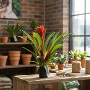Bromelia Guzmania Grandi Sunny Time
