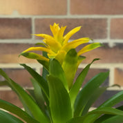 Bromelia Guzmania Grandi Amarilla Diana