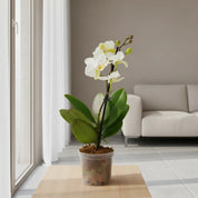 Orquídea Mini Premium Blanco Zurich