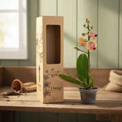 Orquídea Mini Premium Naranja Sogo Jisso