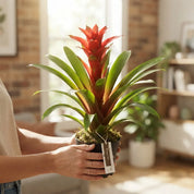 Bromelia Guzmania Grandi Sunny Time