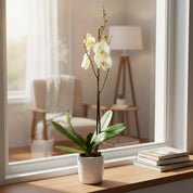 Orquídea Grandi premium Blanco Leeds en matera cerámica C12