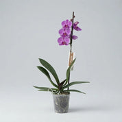 Orquídea Grandi Premium Morada Evolution en Matera de Cultivo