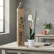 Orquídea Grandi Supreme Nottingham en Matera Ceramica Acanalada