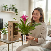 Bromelia Guzmania Grandi Morada Orion