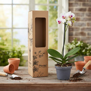 Orquídea Mini Premium Blanco Little Spirit
