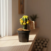 Cactus P-14
