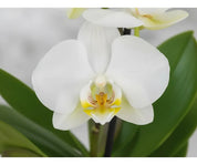 Orquídea Mini Premium Blanco Zurich en matera cerámica