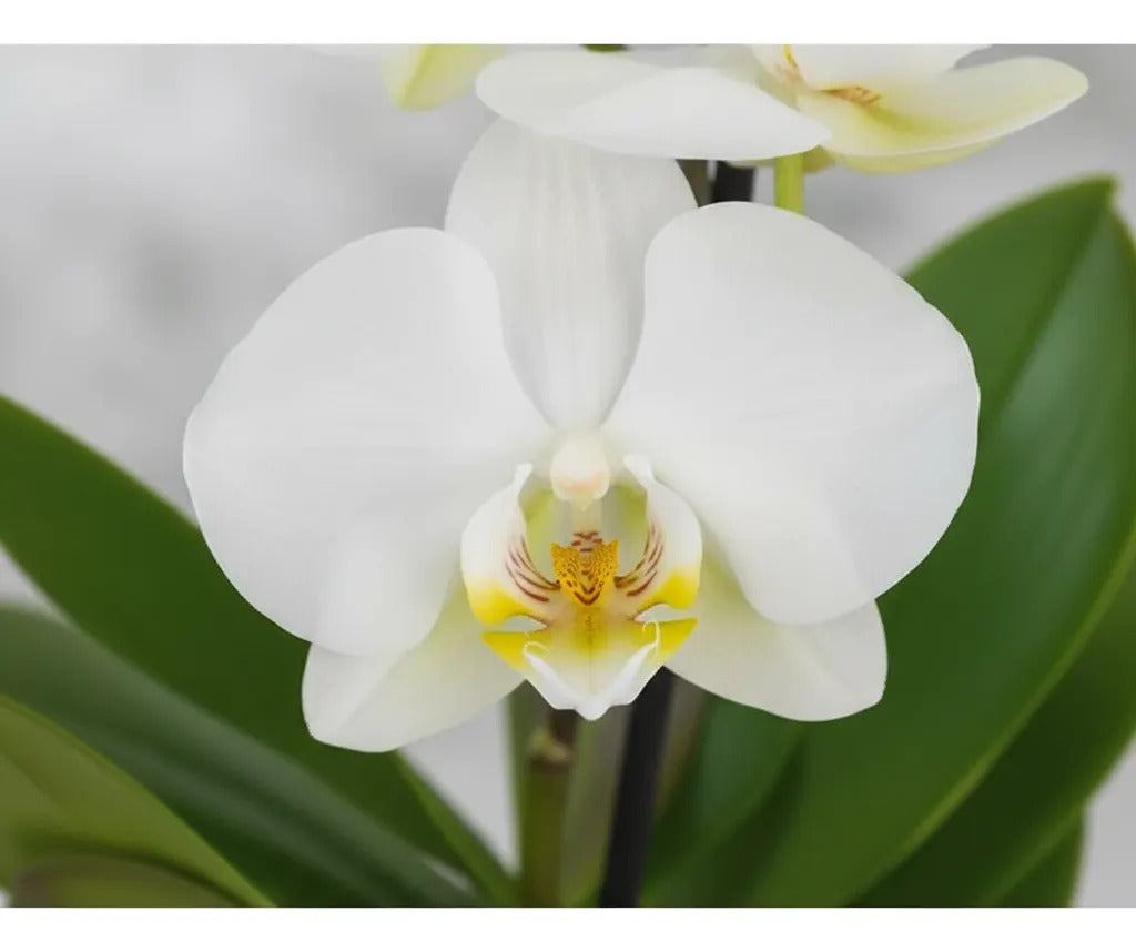 Orquídea Mini Premium Blanco Zurich en matera cerámica
