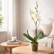 Orquídea Grandi premium Blanco Leeds