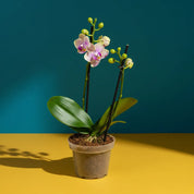 Orquídea Mini Supreme Exotica Michu