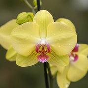 Orquídea Grandi supreme Amarillo Modena en Matera Acanalada