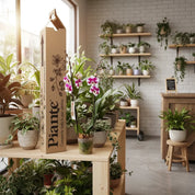 Orquídea Grandi Supreme Barcelona Exotica