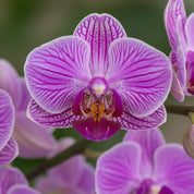 Orquídea Mini Premium Exotica Salitre