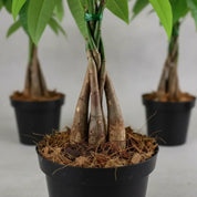 Pachira Aquatica P14 Trenza En Matera Taupe C15