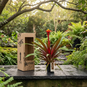 Bromelia Guzmania Grandi Exotica Limones