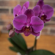 Orquídea Grandi Premium Morada Evolution en Matera de Cultivo