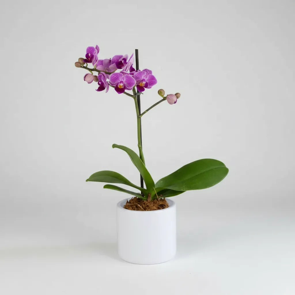 Orquídea Mini Premium Salitre en matera ceramica